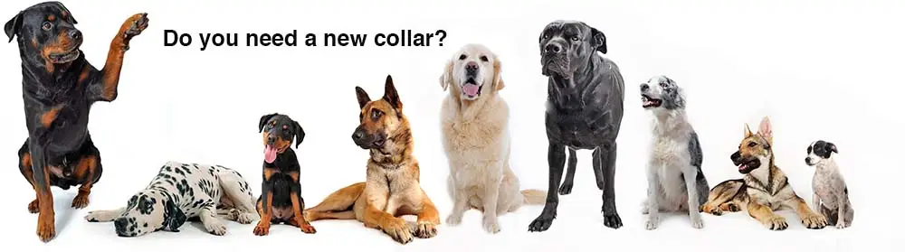 1Newdogs