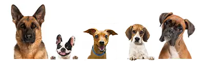 A pack of dogs
